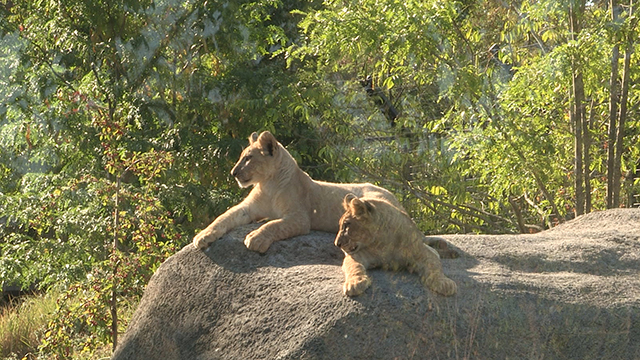 Parc zoologique de Paris